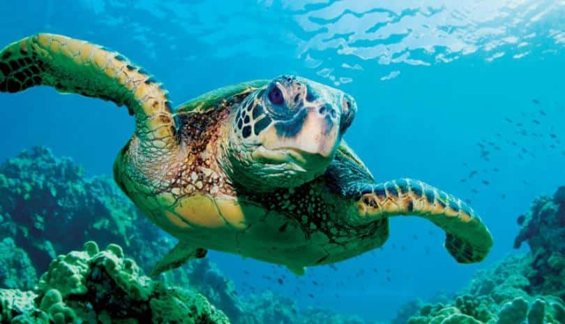 logger.turtle.jpg