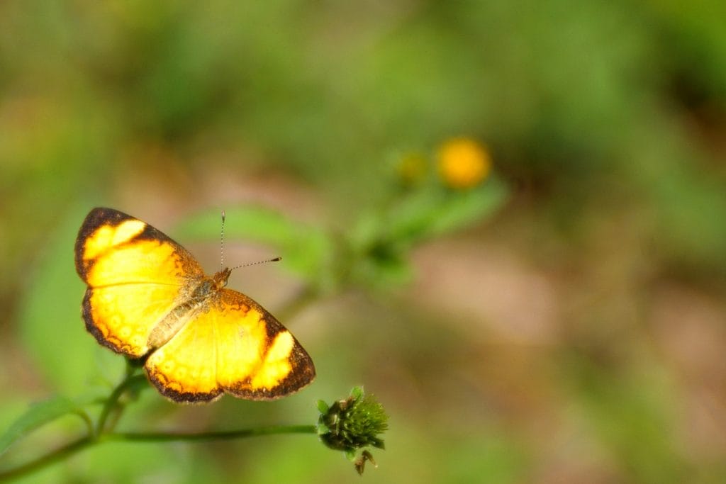 nature-1174088-1279x852-1-1024x683.jpg