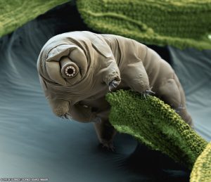 tardigrade_eyeofscience_1024-300x259.jpg
